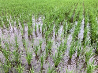 梅雨とは言え何とも暑いですね（＞＜）の画像
