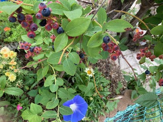 お盆休みのお知らせの画像