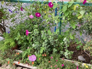 朝顔がよく咲きます！！の画像